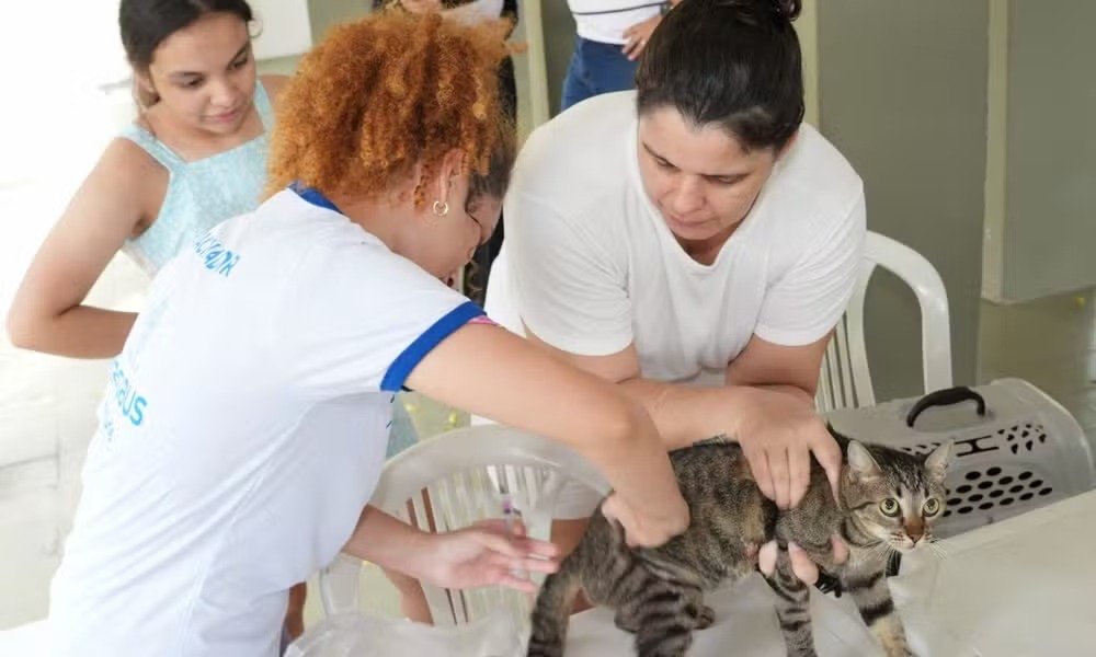 Vacinação antirrábica vai imunizar cães e gatos em Manaus