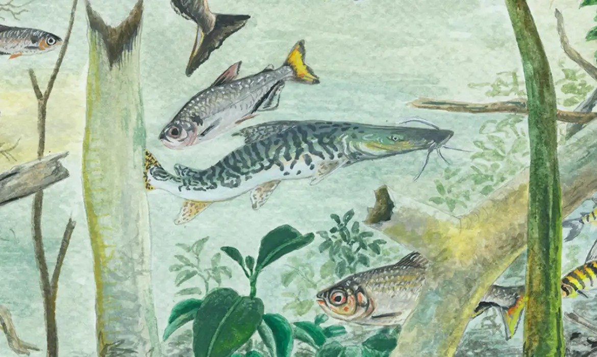 Peixes sustentam alimentação e economia na Amazônia